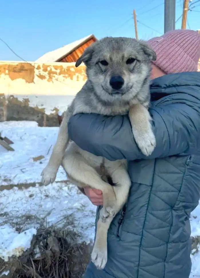 Отдам щенка 5 месяцев девочка