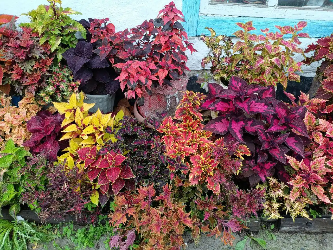 Распродажа колеусов с укорененными растениями и срезами