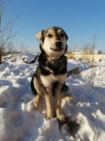 Ищем дом для маленького ангела-дворняжки - Кошки и котята в Чита