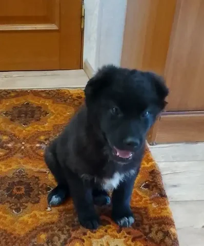 Щенок мальчик в поисках дома - Кошки и котята в Чита