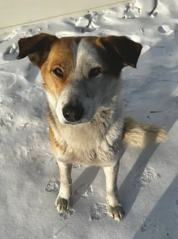 Найдена собачка в мкр Северный - Птицы в Чита