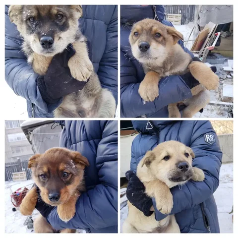 Щенки на охрану в Чите - Птицы в Чита