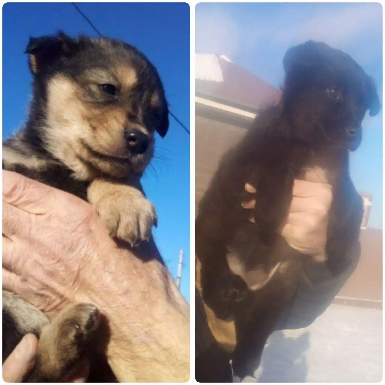 Щенки для ответственных хозяев в Чите - Собаки (Животные) в Чита