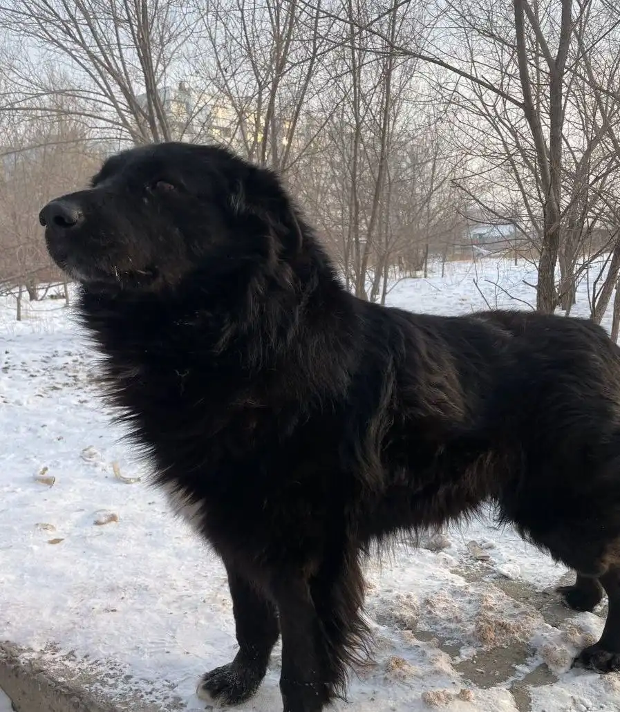 Чёрный лев - кот для ответственных хозяев - Кошки (Животные) в Чита