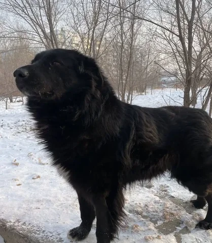 Чёрный лев - кот для ответственных хозяев - Птицы в Чита