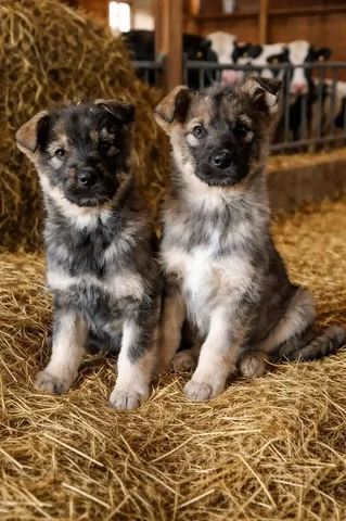 Щенки от рабочих родителей для охраны дома - Животные в Чита