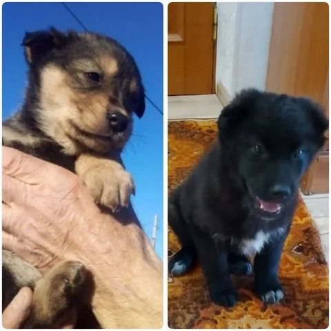 Отдам щенков в добрые руки - Животные в Чита