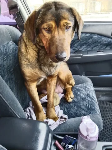 Собака из приюта ищет хозяина - Животные в Чита