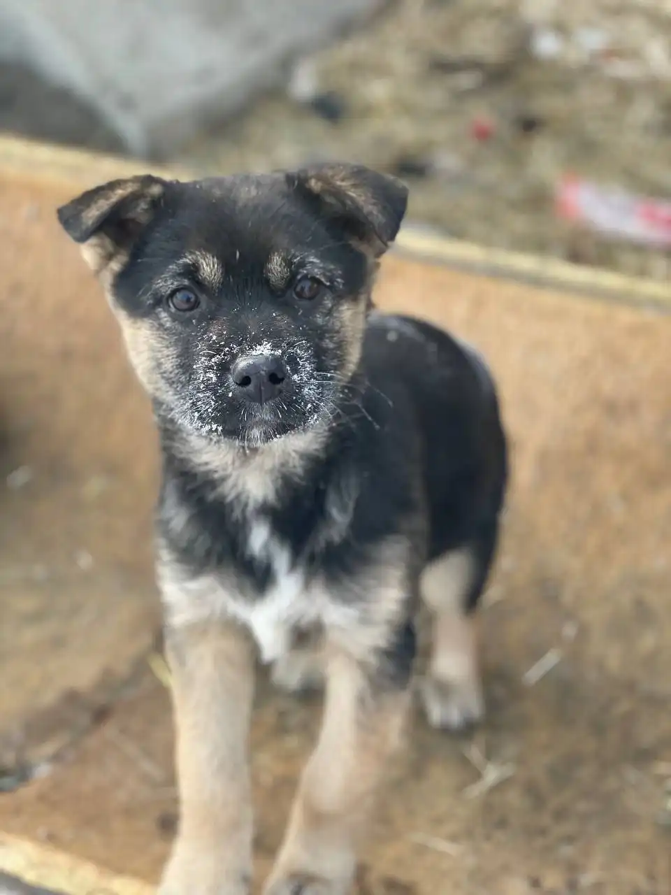 Щенок ищет дом - Собаки (Животные) в Чита