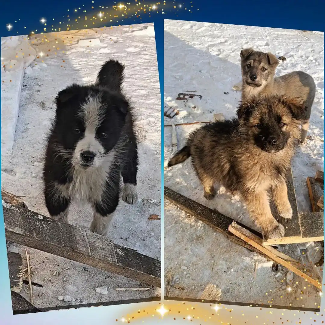 Щенки нуждаются в помощи и доме - Собаки (Животные) в Чита