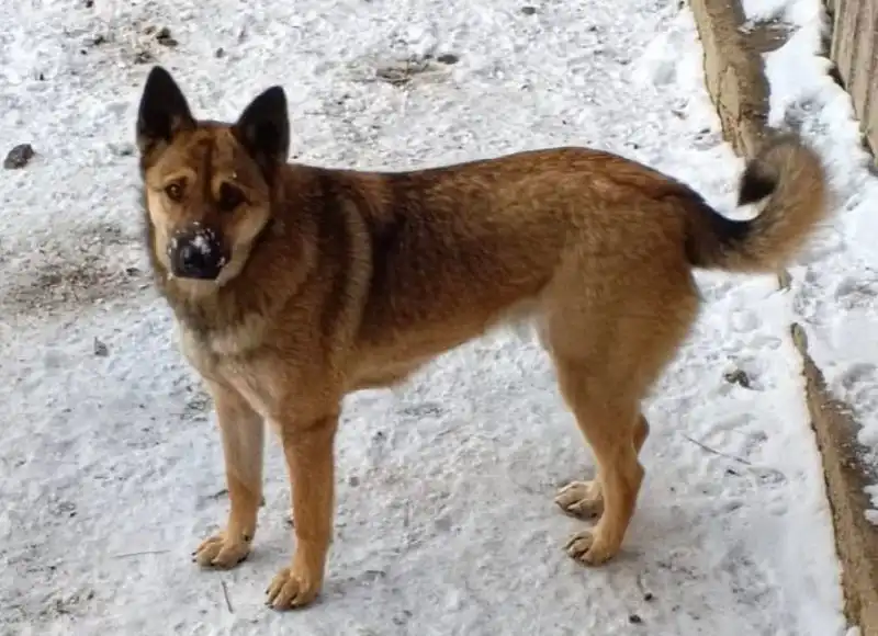 Ищут дом для собаки в Чите - Собаки (Животные) в Чита