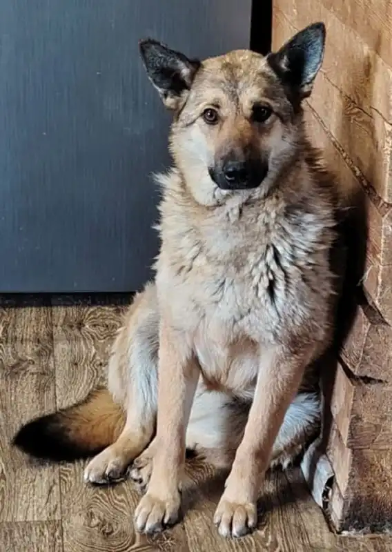 Ищут дом для собаки в Чите - Собаки (Животные) в Чита