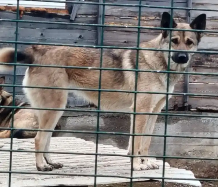 Ищут дом для собаки в Чите - Собаки (Животные) в Чита