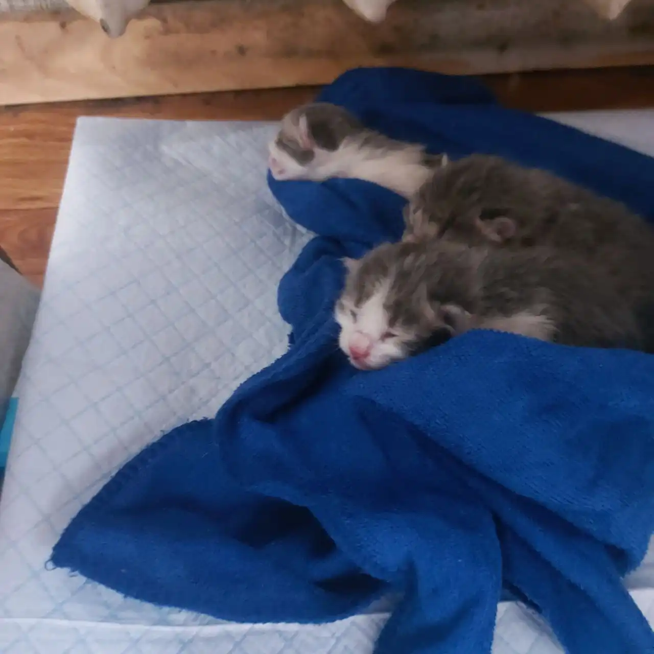 Срочно нужна кормящая кошка для спасения котят - Кошки (Животные) в Чита