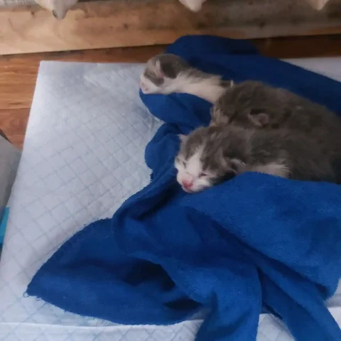 Срочно нужна кормящая кошка для спасения котят - Животные в Чита