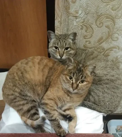 Кошки ищут новый дом в Чите - Животные в Чита