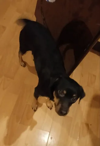 Той терьер мальчик 3 года в добрые руки - Животные в Чита