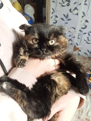 Красивая девочка 4 мес помесь ищет дом - Собаки в Чита