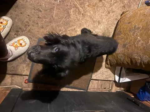 Найдена спаниель в Забайкальце - Собаки в Чита