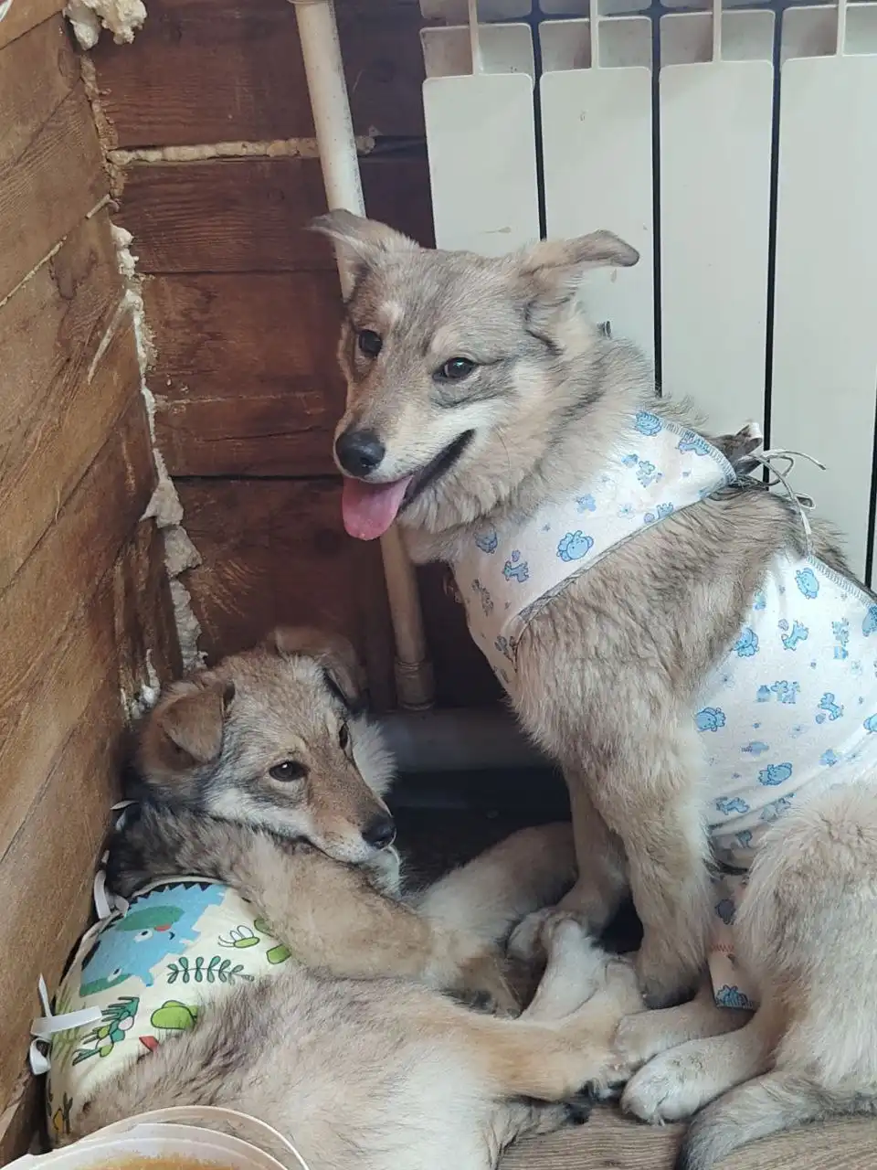 Щенки волчьего окраса ищут дом в Чите - Собаки (Животные) в Чита