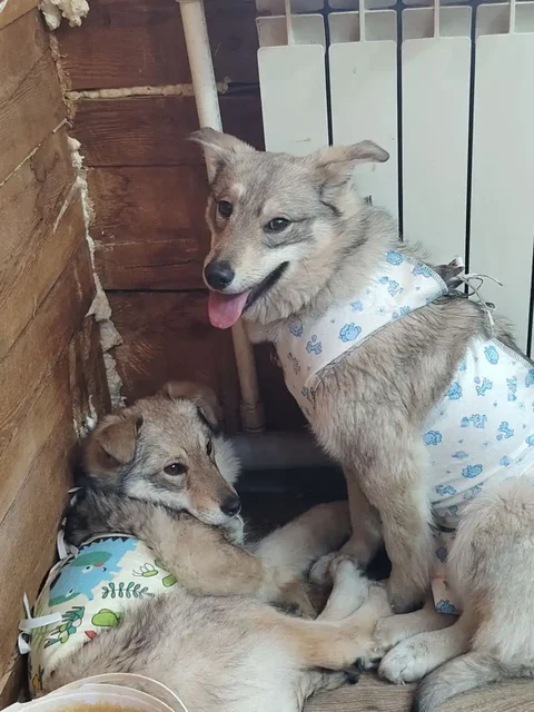 Щенки волчьего окраса ищут дом в Чите - Собаки в Чита