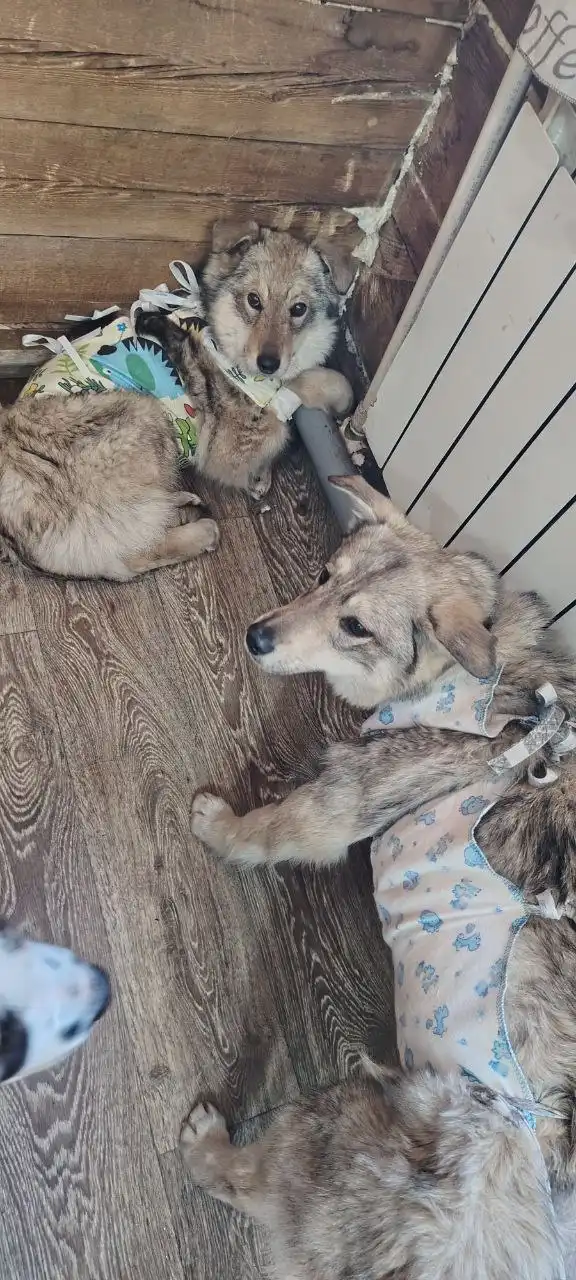 Щенки волчьего окраса ищут дом в Чите - Собаки (Животные) в Чита