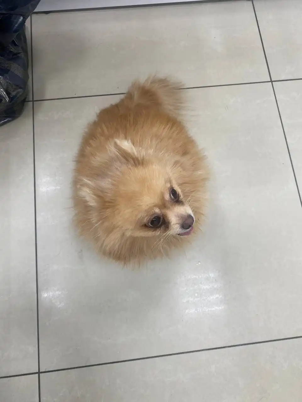 Найдена собачка в Абсолюте на КСК - Собаки (Животные) в Чита