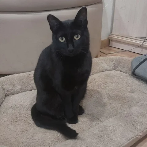 Кошка Багги ищет дом - Животные в Чита