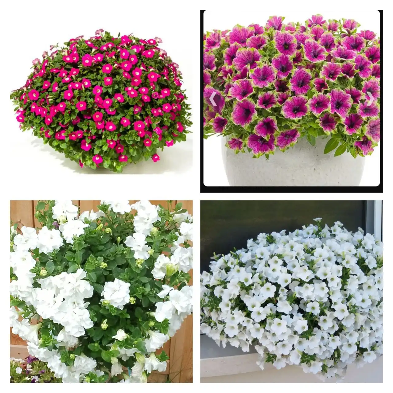 Продажа черенков вегетативных петуний - Растения и саженцы (Хобби и отдых) в Чита