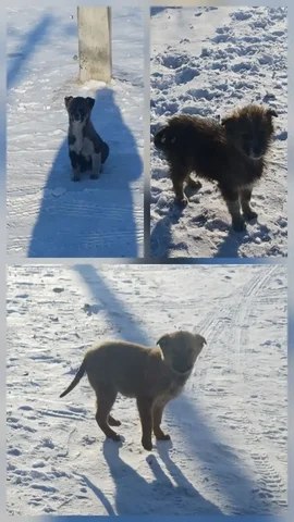 Поиск дома для щенков с охранными качествами - Собаки в Чита