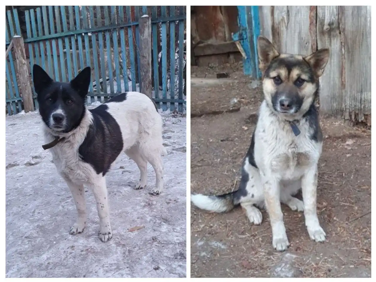 Ищу хороших хозяев сестрёнкам девочкам в свой дом - Кошки (Животные) в Чита