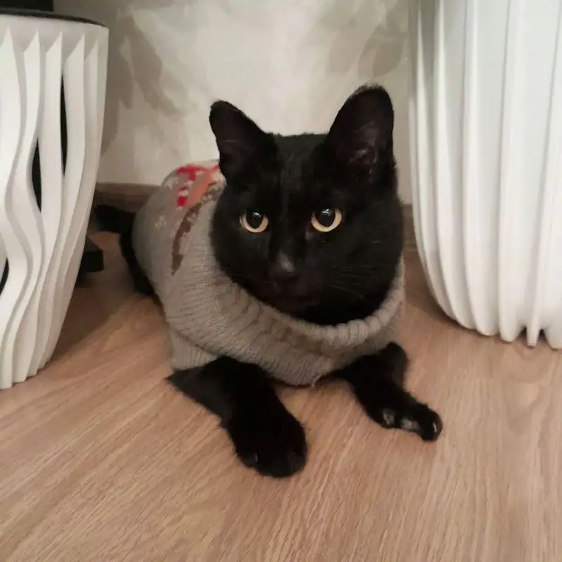 Ищет дом кошка Багги - Кошки (Животные) в Чита