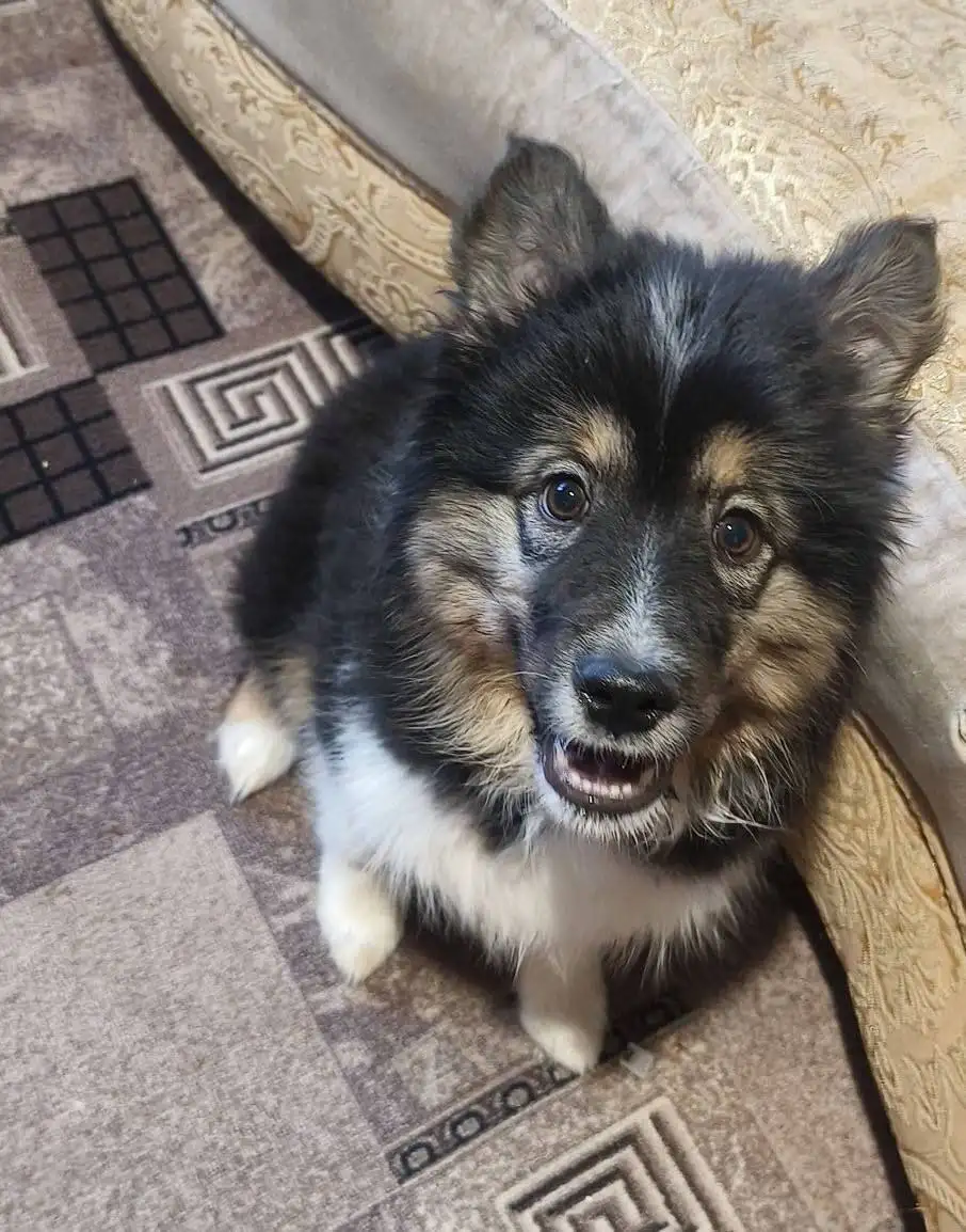 Щенок 4 месяца, девочка, привита - Собаки (Животные) в Чита