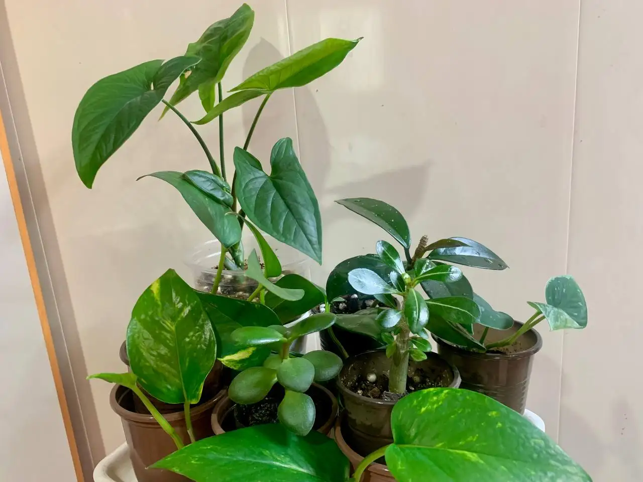 Комнатные растения: сингониум, сциндапсус, денежное дерево, адениум, пиктус, хойя карноза - Комнатные растения (Хобби и отдых) в Чита