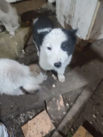 Щенок Алабая и помеси, 3 месяца - Животные в Чита