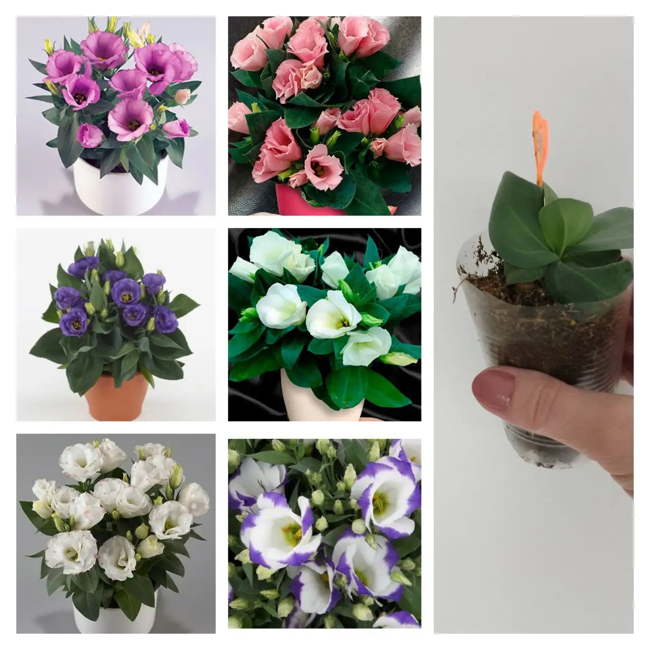 Продам рассаду эустомы горшечной - Растения/Садоводство (Хобби и отдых) в Чита