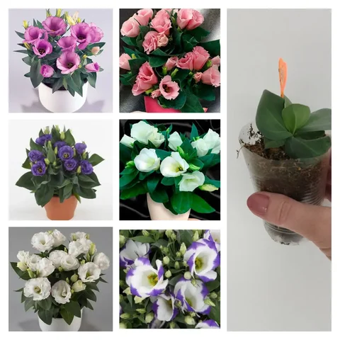 Продам рассаду эустомы горшечной - Хобби и отдых в Чита