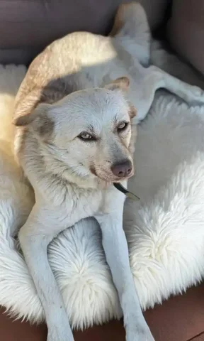 Собака Шоколадка ищет семью - Собаки в Чита