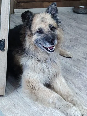 Пристройство собаки Носик в добрые руки - Собаки в Чита