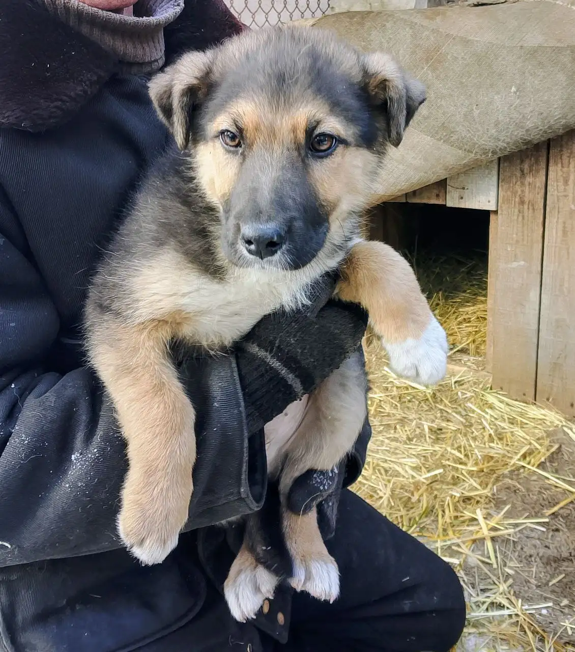 Пристраивается мальчик 3,5 мес в добрые руки - Кошки (Животные) в Чита