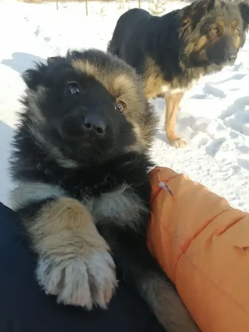 Щенок найден в лесу - Животные в Чита