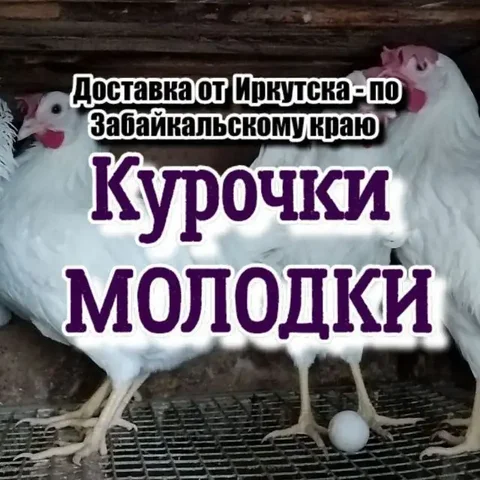 Продажа кур-молодок Декалб Уайт в Белореченске - частное объявление в Белореченск