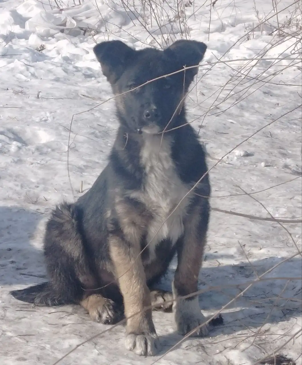 Девочка овчаристого окраса ищет дом - Собаки (Животные) в Чита