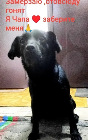 Ищет дом для собаки Чапы - частное объявление в Чита