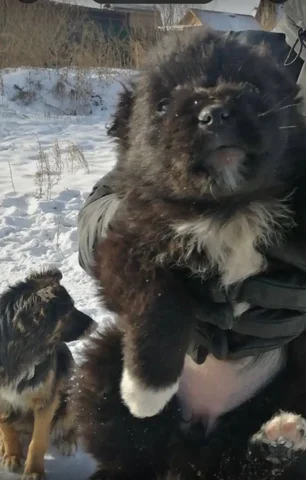 Щенок для дома - Собаки в Чита