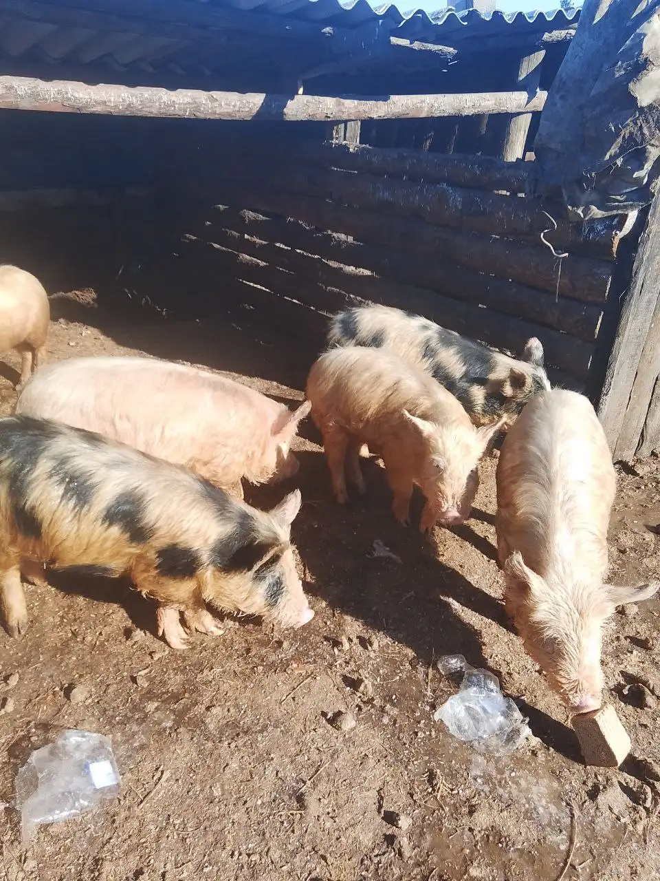 Продажа поросят разных возрастов - Сельскохозяйственные животные (Животные) в Чита