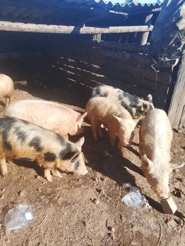 Продажа поросят разных возрастов - Птица в Чита
