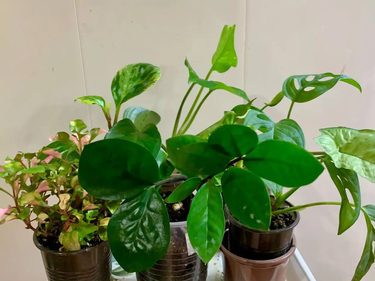 Комнатные растения: 6 видов в одном наборе - Растения (Барахолка) в Чита