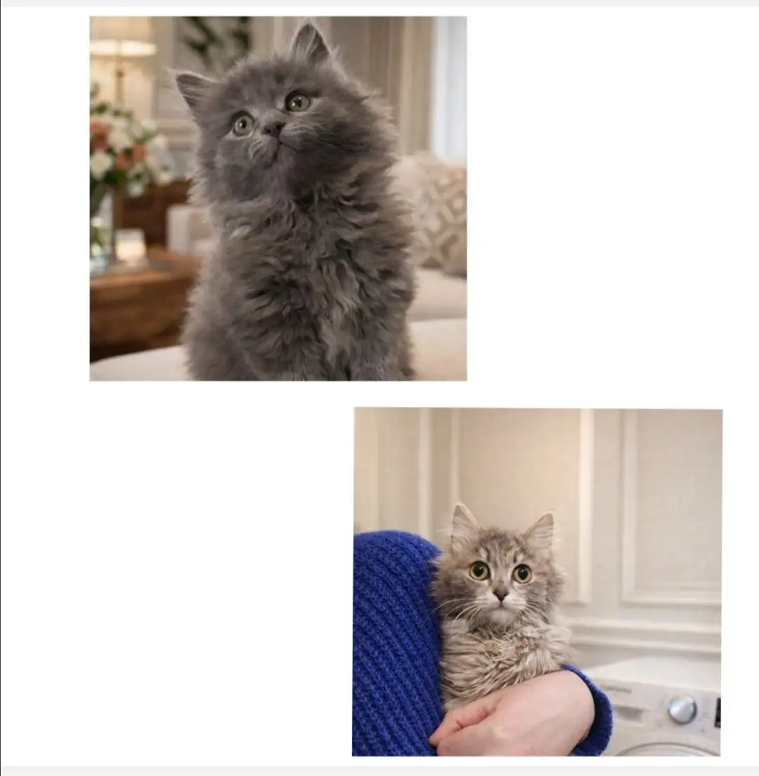 Котята мальчик и девочка пушистые - Кошки (Животные) в Чита