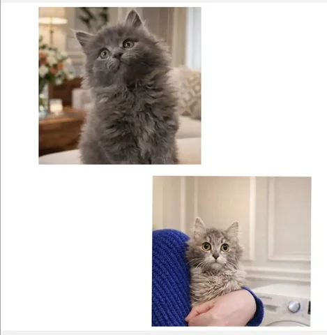 Котята мальчик и девочка пушистые - Кошки в Чита